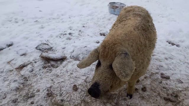 уроки пикапа от хряка, черный петух , деревенские будни . смотреть онлайн