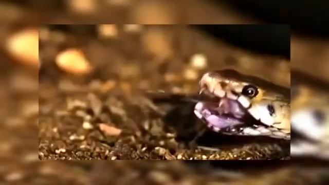 Самая ядовитая ☠️ змея в мире Тайпан. Мир ? диких животных смотреть онлайн