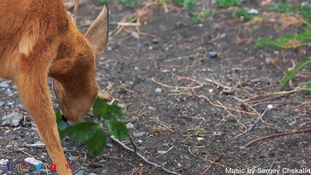 НЕВЕРОЯТНО КРАСИВАЯ МУЗЫКА ДЛЯ ДУШИ! Звук тишины ! Три месяца я слушал только эту мелодию.