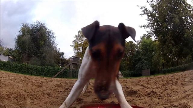 Smooth Fox Terrier Frisbee Madness смотреть онлайн