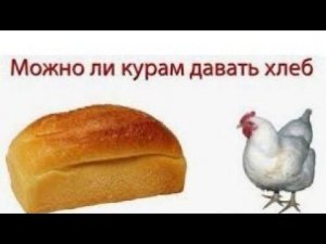 Можно ли курам хлеб//Когда лучше подкормить птицу хлебом.