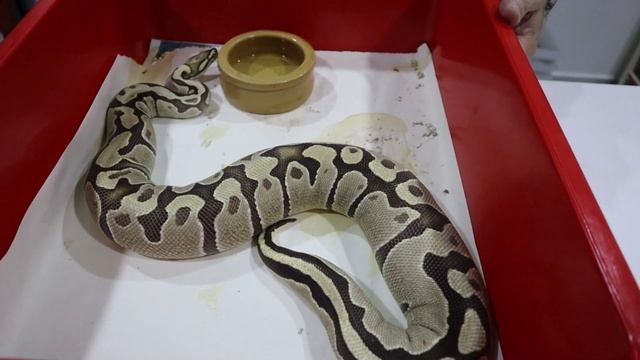 So you want to breed Ball Pythons; ovulation смотреть онлайн