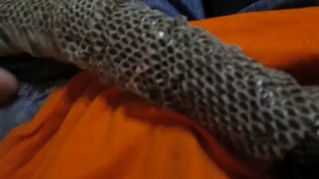 The snake molting in the hands. Змея линяет на руках. смотреть онлайн