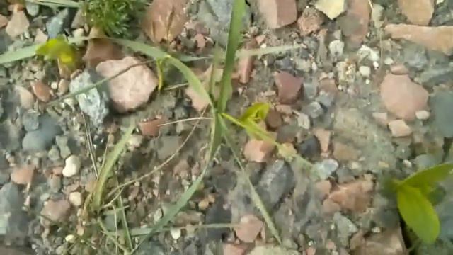 Иду по перегону Бобруйск - Мирадино (4х) смотреть онлайн