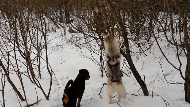 Дан и булочка. смотреть онлайн