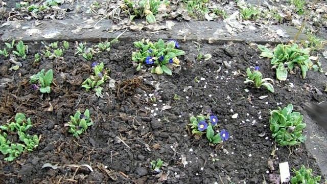 ОБЯЗАТЕЛЬНЫЕ РАБОТЫ В САДУ !!! КАК ПОМОЧЬ НАШЕЙ ПРИМУЛЕ ПОСЛЕ ЗИМЫ . смотреть онлайн