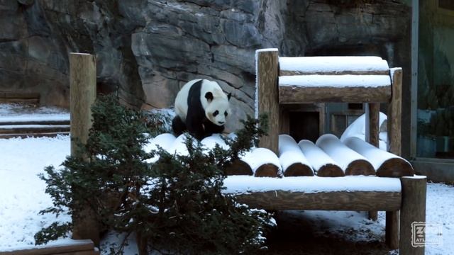 Panda Yang Yang Plays in Man-made Snow смотреть онлайн