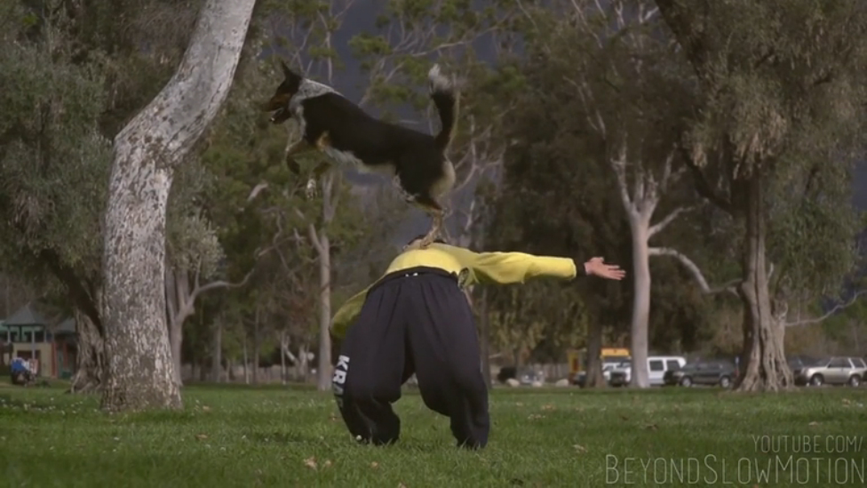 Пёс-паркурщик в слоу-мо смотреть онлайн