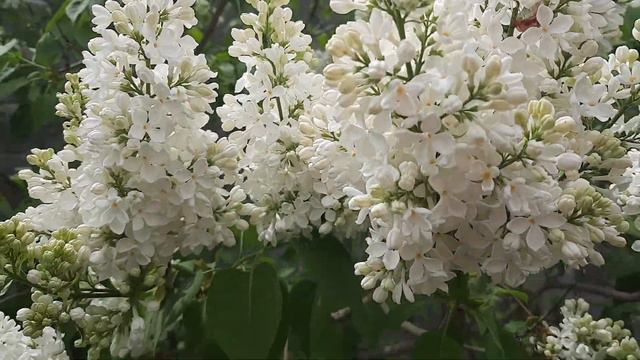 Белая душистая сирень 20 апреля 2022г смотреть онлайн