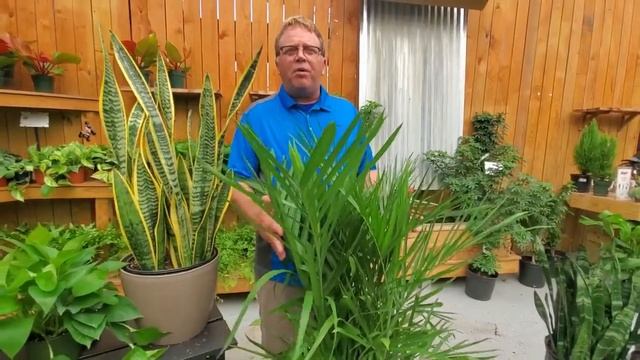 Clean-Air Houseplants for your Home & Health смотреть онлайн