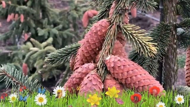 Ель обыкновенная Акрокона ? Обзор: посадка и уход. крупномеры ели Акрокона: описание и особенности смотреть онлайн