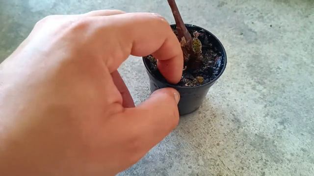 (REVELADO) TÉCNICA FAZ MUITAS MUDAS DESSA PLANTA SUCULENTA MARAVILHOSA SCILLA VIOLACEA - VEJA ISSO!