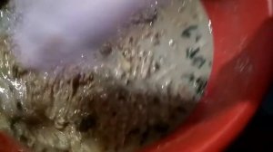 Дрожжевание корма для кур / два способа