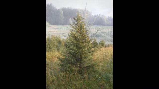 озеро Таваярви. Карелия Фотографии смотреть онлайн