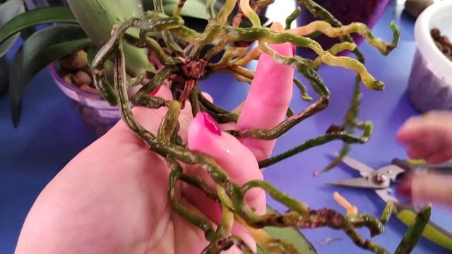 03.03.22.ОРХИДЕЯ Майя пересадка в мелкий керамзит. смотреть онлайн