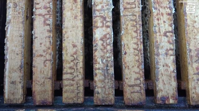 КОНТРОЛЬ КОРМОВ И НАЛИЧИЯ РАСПЛОДА В ПЧЕЛИНЫХ СЕМЬЯХ ДЛЯ НАЧИНАЮЩИХ ПЧЕЛОВОДОВ 28-21