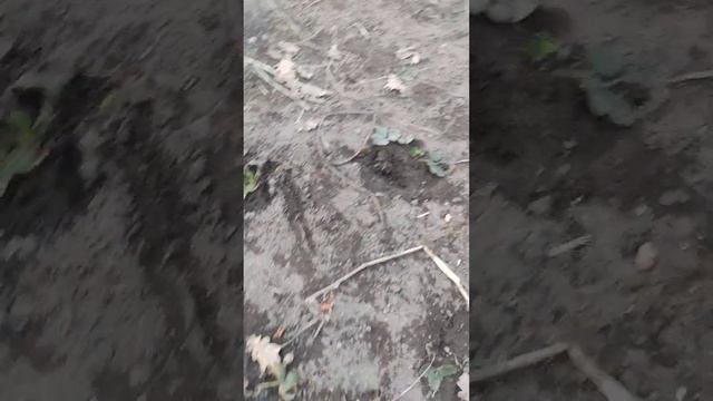 Мои приобреения клубника сорт Корона и Каной. а также купила две штуки обычного сорта Рэд гауф смотреть онлайн