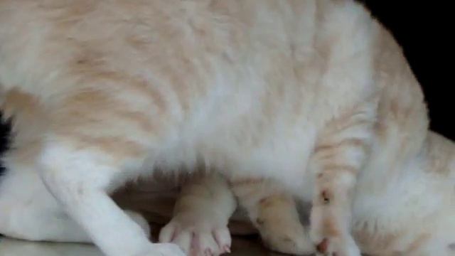Щенок английского бульдога и кот. смотреть онлайн
