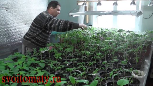 Работа автоматического полива рассады смотреть онлайн