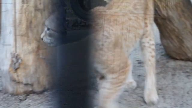 Рысь Бусинка потеряла своего друга Лекса и ищет его, идя по следу. смотреть онлайн