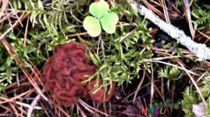 Грибы Строчки в лесу Телеши. Как приготовить