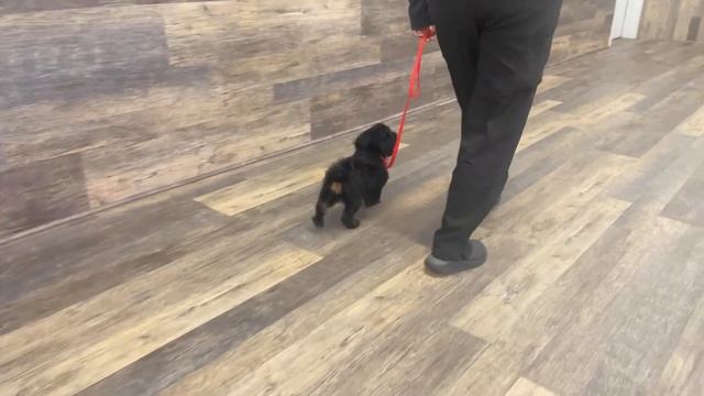 For Sale! “Roscoe” – Cuddly & Confident Cavapoo Boy смотреть онлайн