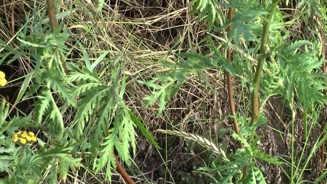 Tansy (Tanacetum vulgare) in early August смотреть онлайн