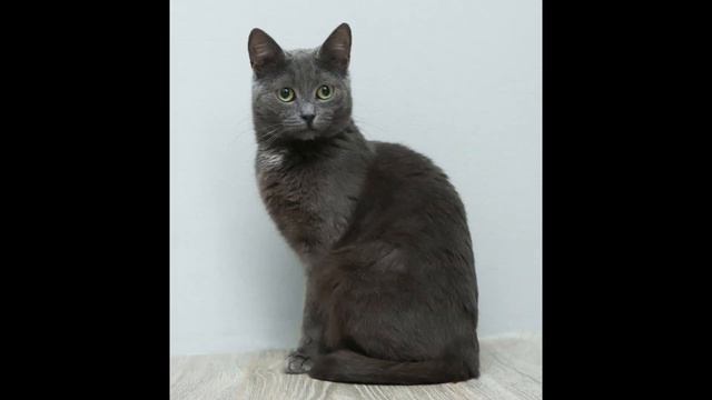 Молоденькая миниатюрная кошечка «а ля русская голубая» смотреть онлайн