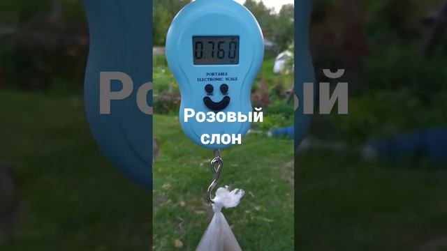 томаты ? розовый слон #сибирскийсад #гавриш #огород #томаты #цветывсаду #деньги смотреть онлайн