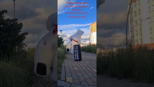 Поздравление от Белого Медведя смотреть онлайн