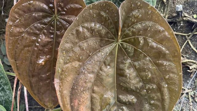 New Plant/ Anthurium Luxurian X Anthurium Dressleri/ Hybrid/ Rare