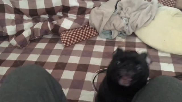 pug go to hospital смотреть онлайн