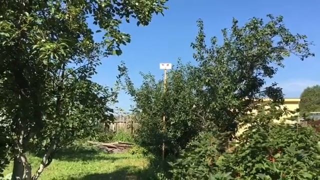 Как избавиться от надоедливых ДРОЗДОВ и других птиц на даче, в саду смотреть онлайн