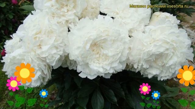 Пион молочноцветковый Энн Cоусинс. Краткий обзор, описание paeonia lactiflora Ann Cousins смотреть онлайн