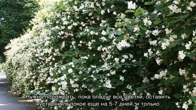 Обрезка чубушника — омолаживающая, формирование смотреть онлайн