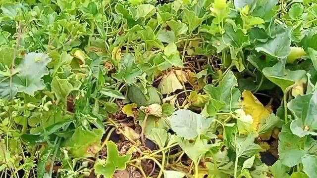 Арбузы и дыни в Подмосковье ,выращивание. 2023год смотреть онлайн