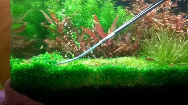 Хемиантус куба - стрижка смотреть онлайн