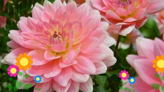 Георгина махровая (Gerry Hoek). Краткий обзор, описание характеристик, где купить луковицы смотреть онлайн