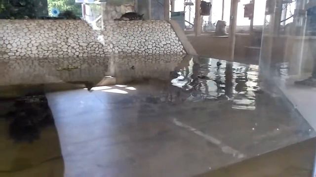 Владивостокский зоопарк Садгород.(17) смотреть онлайн