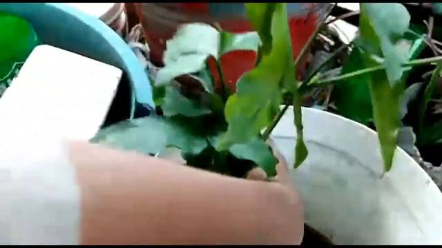 Arrow Head Plant/ Syngonium Plant Care Tips & Tricks | Syngonium vine as indroor plant use karain | смотреть онлайн