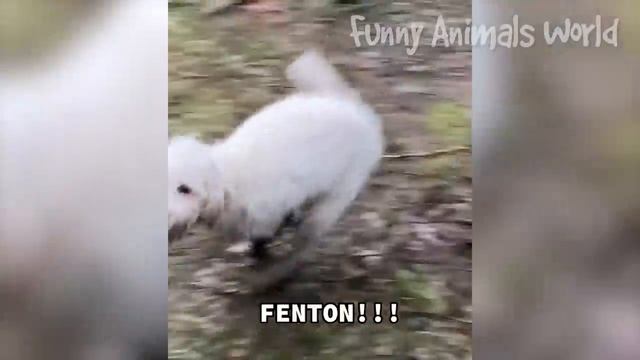 Смешные моменты с котами и собаками 2023 | Лучшие приколы с домашними питомцами №39 смотреть онлайн