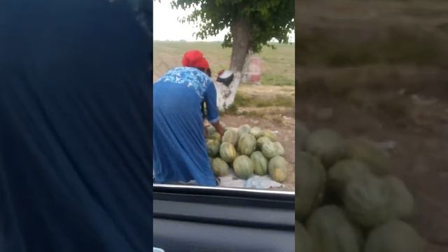 Узбекистан. покупаем дыни в Доль дороги.Ташкенская область.дыни босволди смотреть онлайн