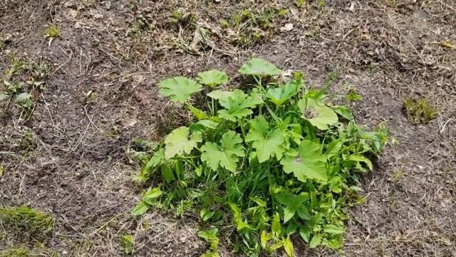 Месяц крольчатам.Понемногу обо всём.