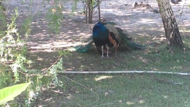 ПАВЛИН - как выглядит Павлин? смотреть онлайн