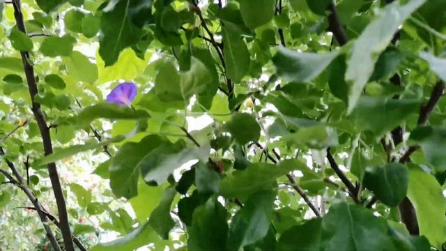 Ипомея - цветущий зеленый вьюнок на нашем участке смотреть онлайн