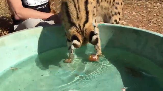 Serval Enrichment! смотреть онлайн