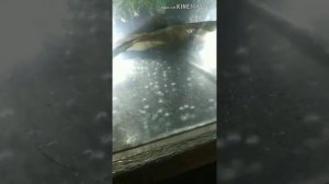 Разведение тернеции. Икра. Личинка