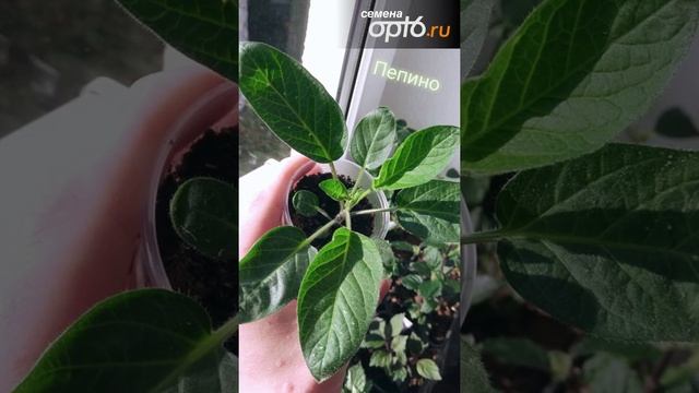 Пепино, Интересный овощ, который может вырастить каждый смотреть онлайн