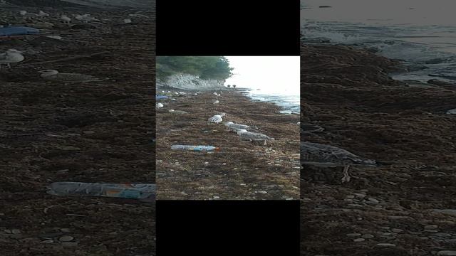 Морские птицы Новомихайловский.mp4