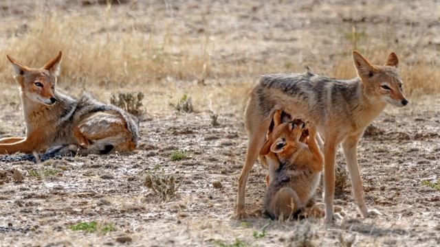 Four days in Kgalagadi Transfrontier Park смотреть онлайн